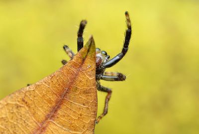 Close-up of insect on leaf