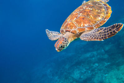 Turtle swimming undersea