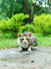 Portrait of a cat