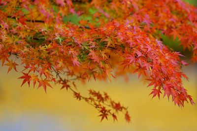 Close-up of maple leaves on tree during autumn