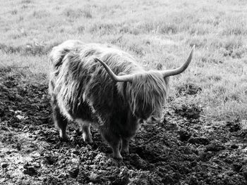 Highland cow in a field