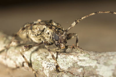 Close-up of insect