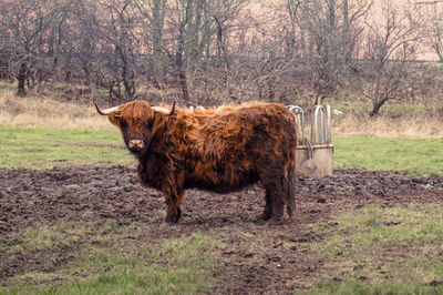 Horse in a field