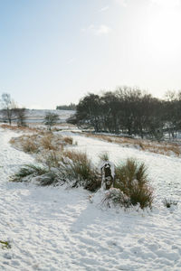 Dog on frozen field against sky during winter