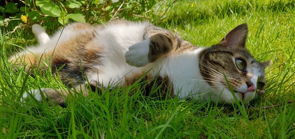 Close-up of a cat lying on grass