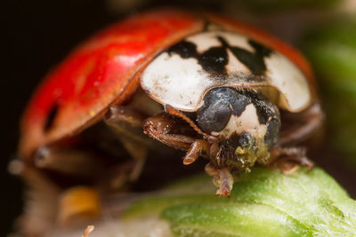 Close-up of insect on plant