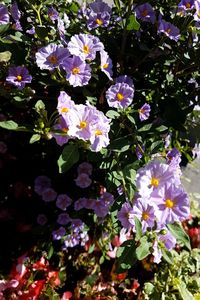 Close-up of purple flowering plants