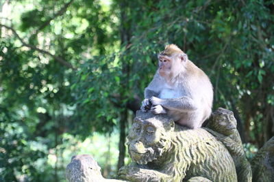 Monkeys sitting on tree