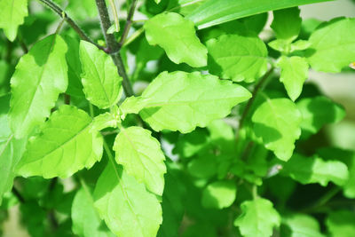 Close-up of green leaves