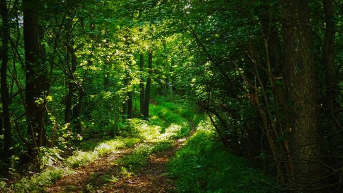 Trees in forest