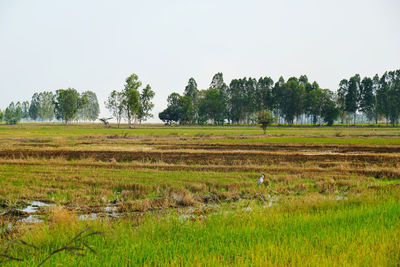 Scenic view of grassy field against sky