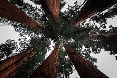 Low angle view of trees in forest against sky