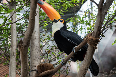 Bird perching on tree