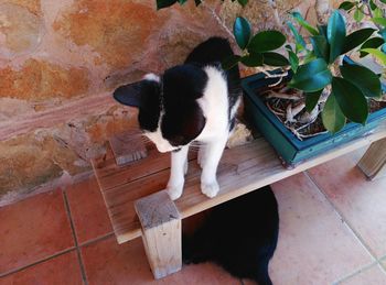 High angle portrait of cat on floor