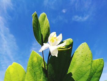 Close-up of flowering plant against blue sky