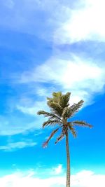 Low angle view of coconut palm tree against sky