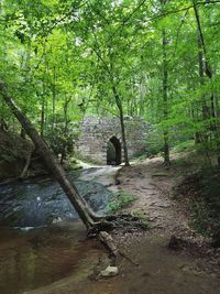 Trees in forest