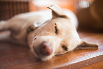 Close-up of dog sleeping on floor