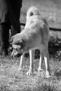 Close-up of dogs on field