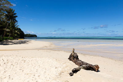 Driftwood on beach against sky