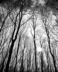 Low angle view of bare trees in forest