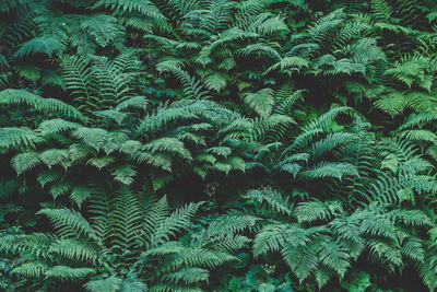 Full frame shot of trees in forest