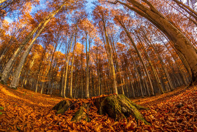 Low angle view of pine trees in forest during autumn