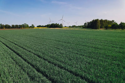 Scenic view of agricultural field against sky