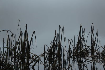 Plants growing against sky