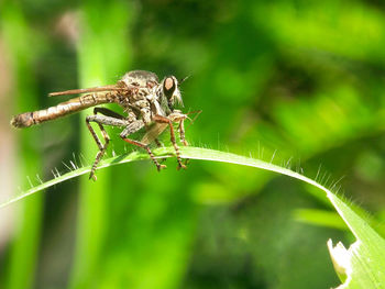 Close-up of insect on leaf