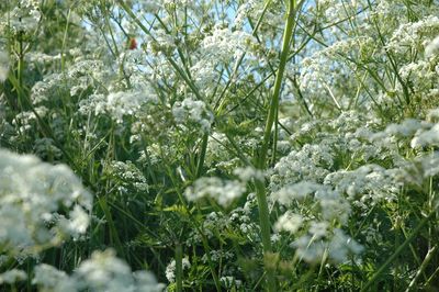 White flowering plants against trees