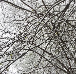 Low angle view of bare trees