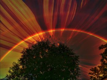 Low angle view of tree against sky at night