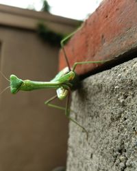 Close-up of insect