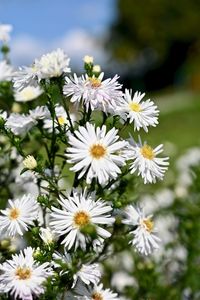 Close-up of white daisy flowers