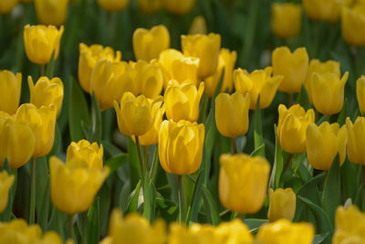 Close-up of yellow tulips in field