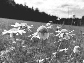 Close-up of flowers growing in field