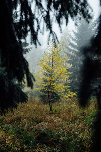 Trees and plants growing on field in forest