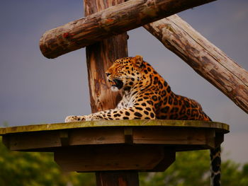 Close-up of giraffe against tree