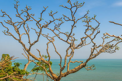 Low angle view of bare trees against sky