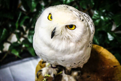 Close-up of white owl perching