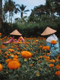 Orange flowering plants on field