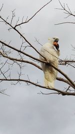 Low angle view of bird perching on bare tree