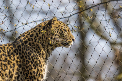Leopard in cage on sunny day