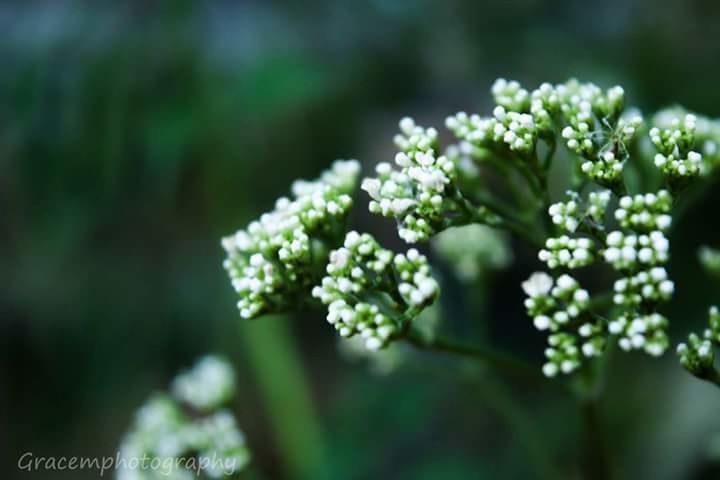 CLOSE UP OF FRESH GREEN LEAVES