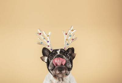Christmas concept of funny french bulldog with tongue out wearing reindeer headband against 