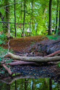 Trees in forest