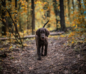 Dog looking away in forest