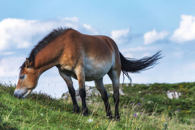 Horse in a field