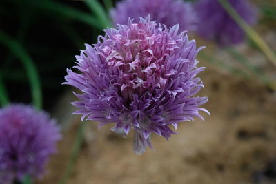 Close-up of pink flowers blooming